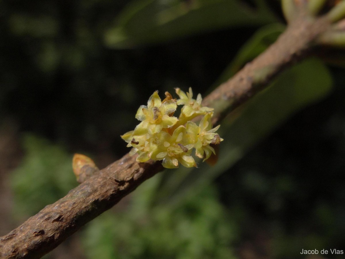Actinodaphne stenophylla Thwaites